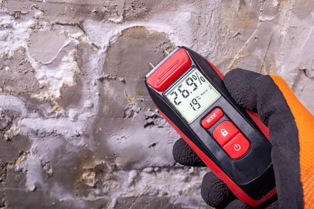 Best Insurance-Related Mold Remediation in Brevard, NC