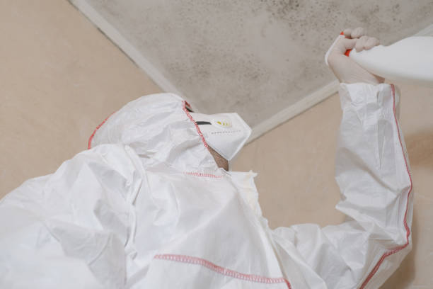 Best Commercial Mold Remediation in Brevard, NC